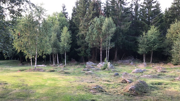 Bos met stenen